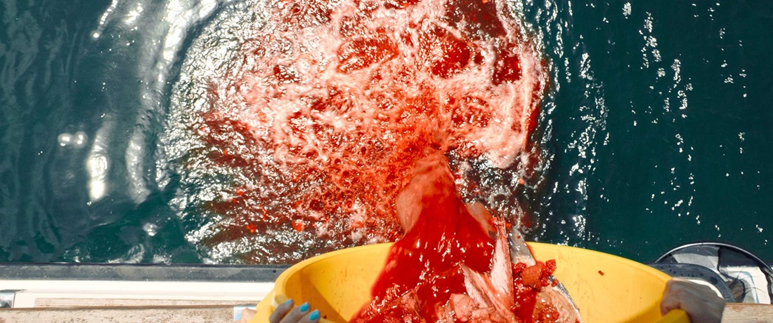 year of the shark blu ray review szene 1
